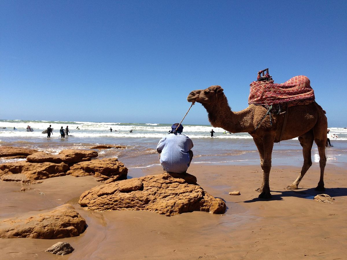 Rocky point and beach near Taghazout with a camel on the sand